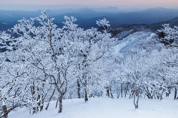 夜明けの高見山の樹氷林