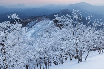 夜明けの高見山の樹氷林