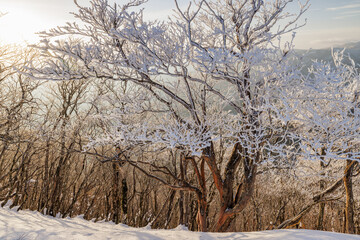 高見山から朝陽をうける樹氷