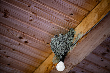 Close-up on barn swallow nesting