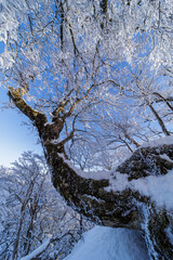 樹氷の高見山