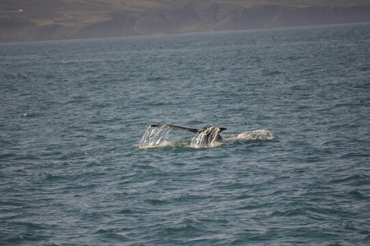 Islanda,Husavik,avvistamento balene
