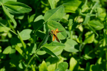 Large Skipper butterfly (Ochlodes sylvanus) perched on green leaf in Zurich, Switzerland