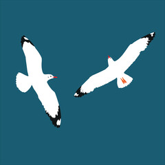 Seagulls in flight