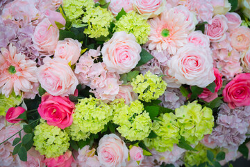 beautiful rose flower	
