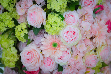 beautiful rose flower	
