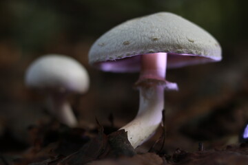 Glowing mushroom 