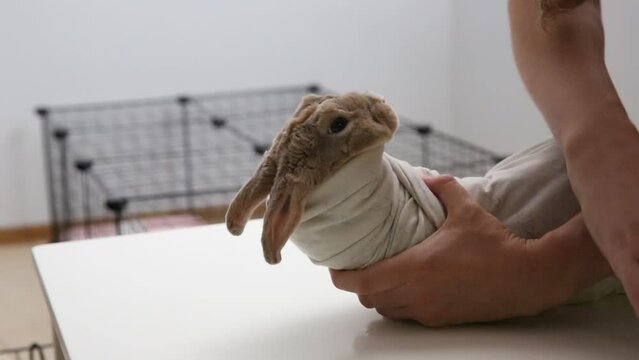 Holding a domestic rabbit in his arms, the drinks medicine into his mouth from a syringe. A sick rabbit is given medicine to drink so that he gets better. The concept of treating rabbits.