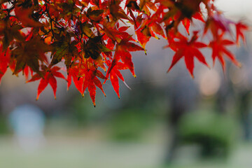 日本庭園の紅葉