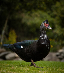 black duck with red outlined eyes walking on grass