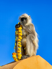 Monkey Eating Marigold Garland