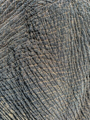Wrinkles On Elephant Skin