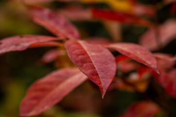 Tip of Red Leaf on Tree Changing Colors in Autumn