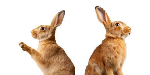 Fototapeta premium Flemish giant rabbit scratching in a studio against a transparent background