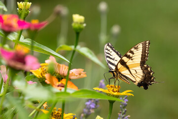 Yellow Easter Tiger Swallowtail Butterfly with zinnias in garden