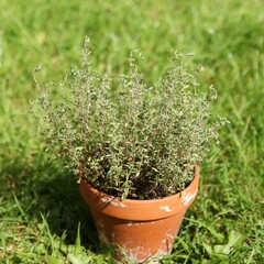 a pot with thyme at a green grassland in the vegetable garden