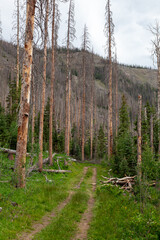 Tire Ruts Through the Forest