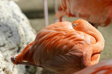 Fotobehang Flamingo rosa rascandose la espalda, Flamingo rosado © Samuel