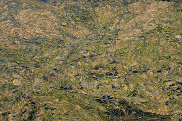 Algae bloom in a freshwater lake.