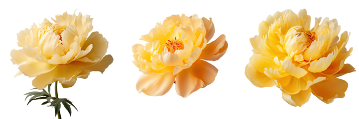 Yellow peony flower on transparent background closeup