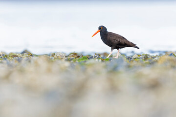 black oystercatcher (Haematopus bachmani) walking along the coast.