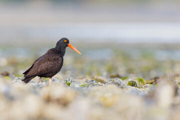 black oystercatcher (Haematopus bachmani) walking along the coast.