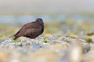 black oystercatcher (Haematopus bachmani) resting along the coast.