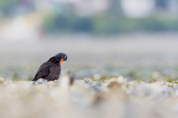 black oystercatcher (Haematopus bachmani) preening along the coast.