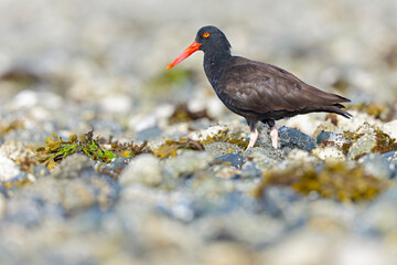 black oystercatcher (Haematopus bachmani) walking along the coast.