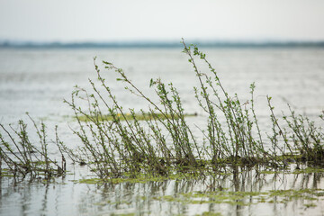 The Danube Delta is a unique and biodiverse region located in southeastern Europe in Romania. It is formed by the intricate network of channels, lakes, and islands created by the Danube River.