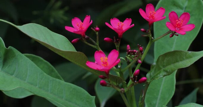 Pink flowers. Jatropha flower closeup.