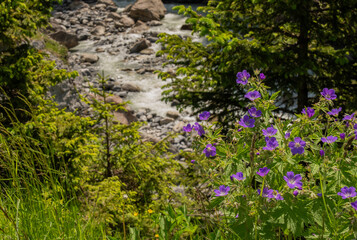 Blue flowers near rocky river in Switzerland canyon