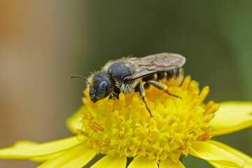 Closeup on a female blue-eyed Spined Mason Bee, Osmia spinulosa sitting on a yellow hawkweed flower