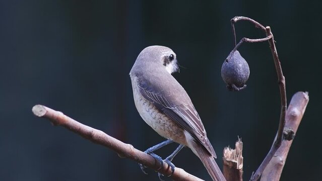 Pirok Pirok bird perch on Twig. close up
