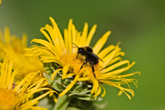 early bumblebee on alant