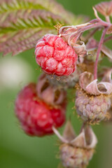 Raspberries