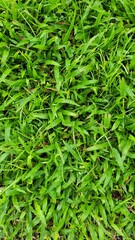 green grass background