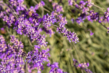 Purple lavender flowers bush. Flower in the field. Nature background. Grow a fragrant plant in the garden. Summer flower honey plant closeup.