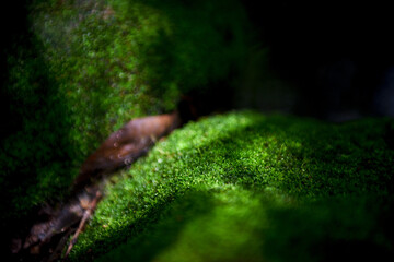 Beautiful green moss on the floor background with sunlight.selected focus