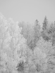 Foggy tree trunks amd branches in winter mist