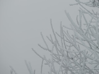 Foggy tree trunks amd branches in winter mist
