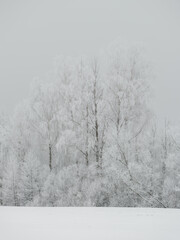 Foggy tree trunks amd branches in winter mist