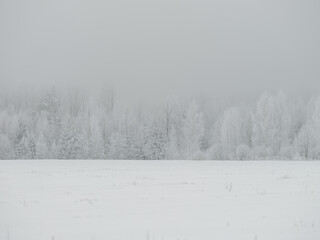 Obraz na płótnie Canvas Foggy tree trunks amd branches in winter mist