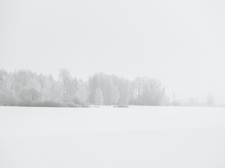 Foggy tree trunks amd branches in winter mist