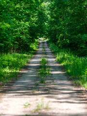 gravel country road in green summer fields