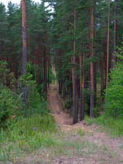 gravel country road in green summer fields