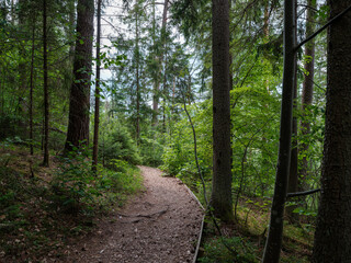 gravel country road in green summer fields