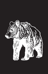 Fototapeta na wymiar Grizzly bear walking on black ,vector illustration. 