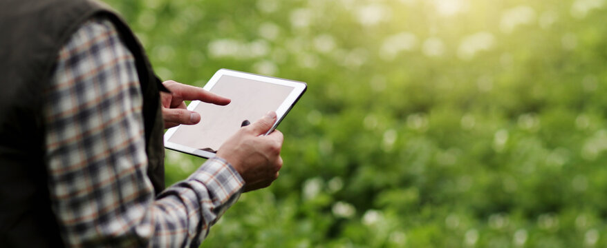 Cropped shot of farmer's hands hold and use digital tablet to analyse and check the growth and disease of the plants in the blooming potato field. Smart farming technology and agriculture concept.