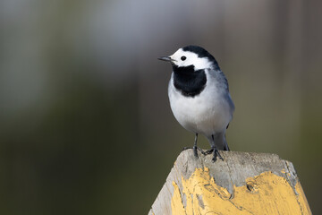 white wagtail